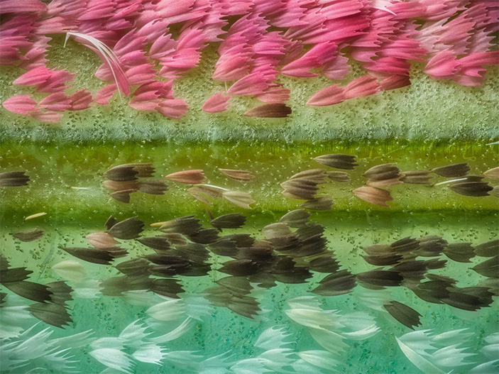 Фотография чешуи с крыльев китайской бабочки-павлиноглазки