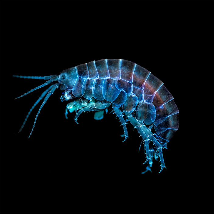 Пресноводный бокоплав (Amphipoda)
