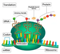 Про ляпы на картинке 3