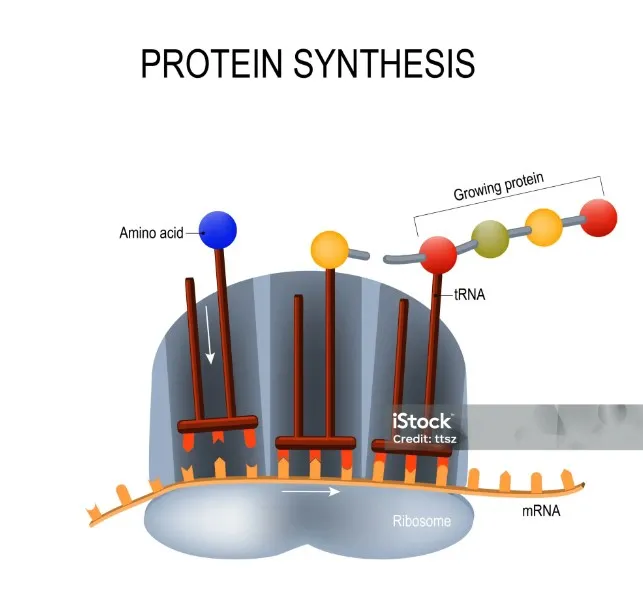 Про ляпы на картинке 4