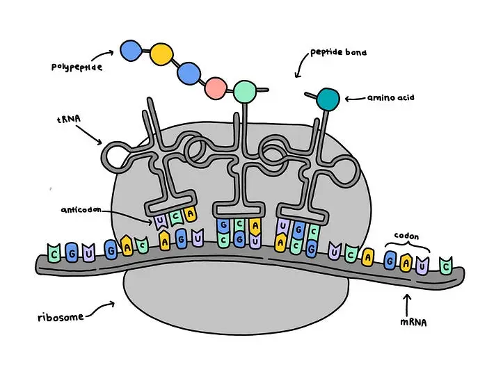 Про ляпы на картинке 7
