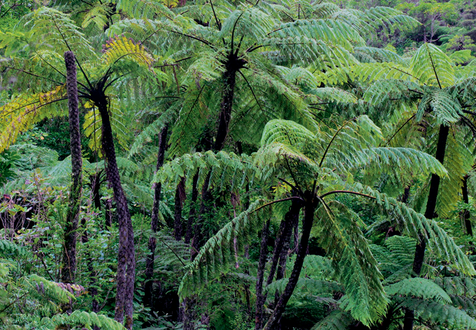 Древовидные папоротники