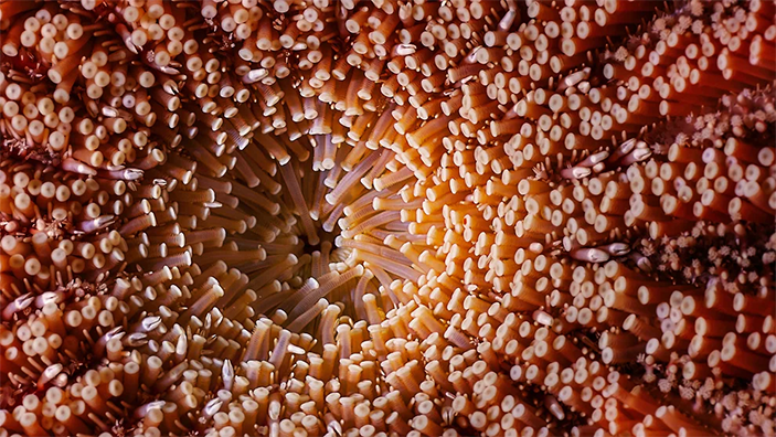 Морская звезда Sunflower star (снизу)