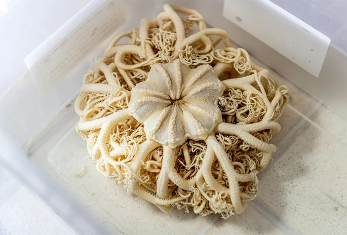 Экспонат научной коллекции биостанции