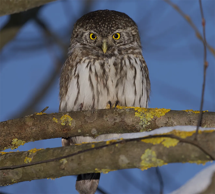 Фото 1. Воробьиный сыч