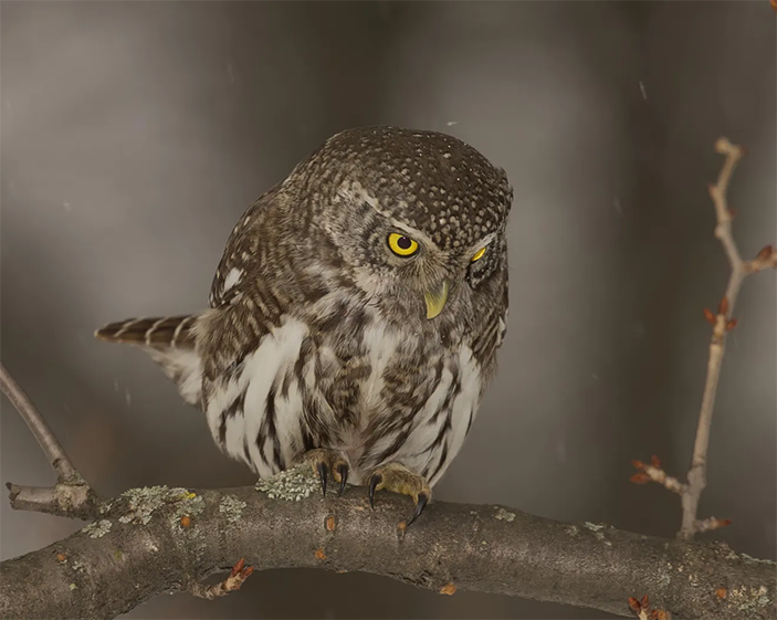 Фото 4. Обитающие в Москве воробьиные сычи не боятся людей и часто слетают на вниз прямо перед фотографом
