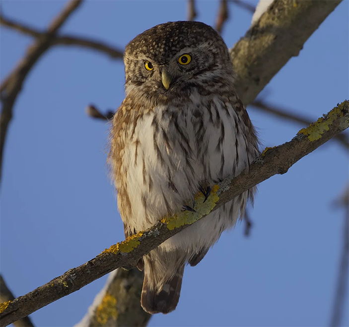 Фото 6. Злой сычик — одна из самых частых поз воробьиного сыча, когда он высматривает добычу