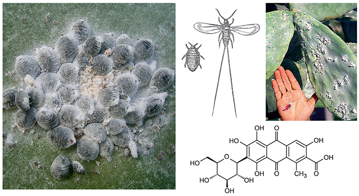 самки мексиканской кошенили на кактусе, самец мексиканской кошенили, краситель мексиканской кошенили