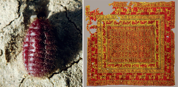 самка армянской кошенили Porphyrophora hamelii, азырыкский ковёр