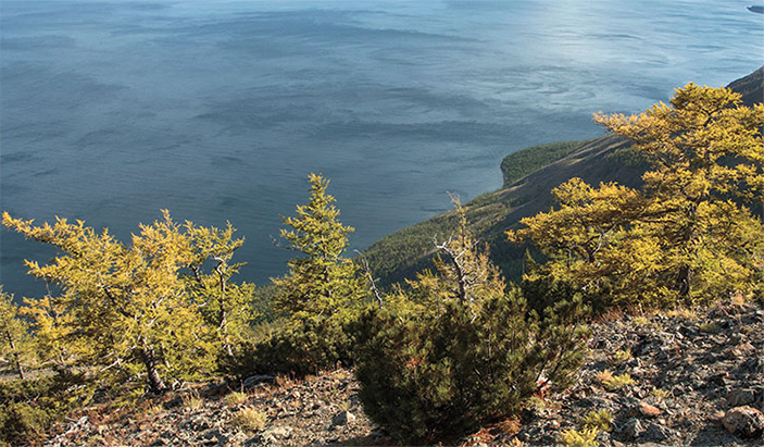 Берег бурых медведей