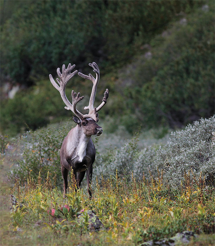 Северный олень