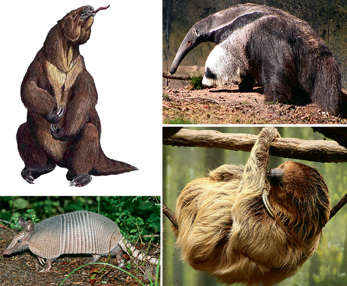 Неполнозубые