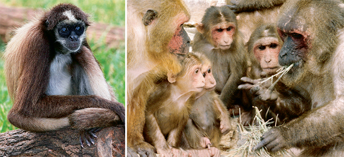 Обезьяны Нового Света и обезьяны Старого Света
