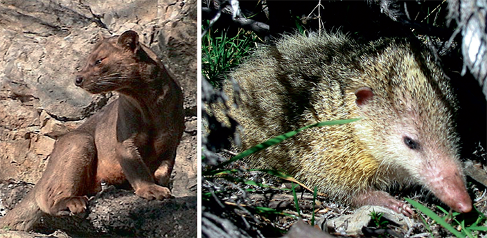 Уникальные звери Мадагаскара