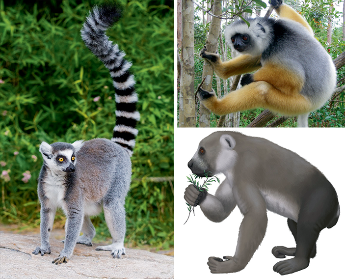 Приматы Мадагаскара