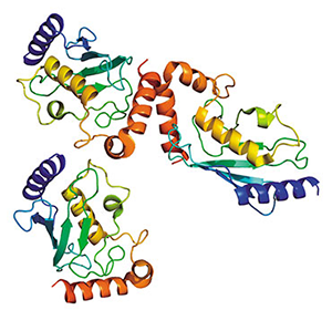 Белок кластерин