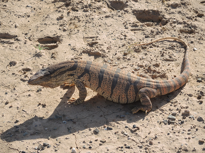 Серый варан