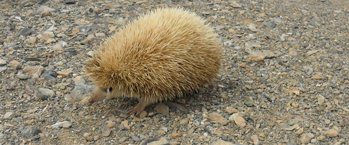 Длинноиглый ёж