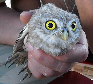 Домовый сыч