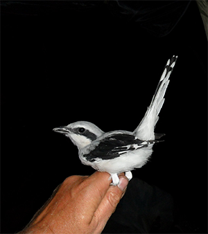 Пустынный сорокопут