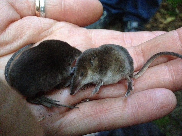 Детеныши обыкновенной бурозубки