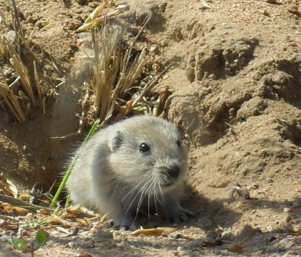 Тибетская пеструшка Eulagurus przevalskii