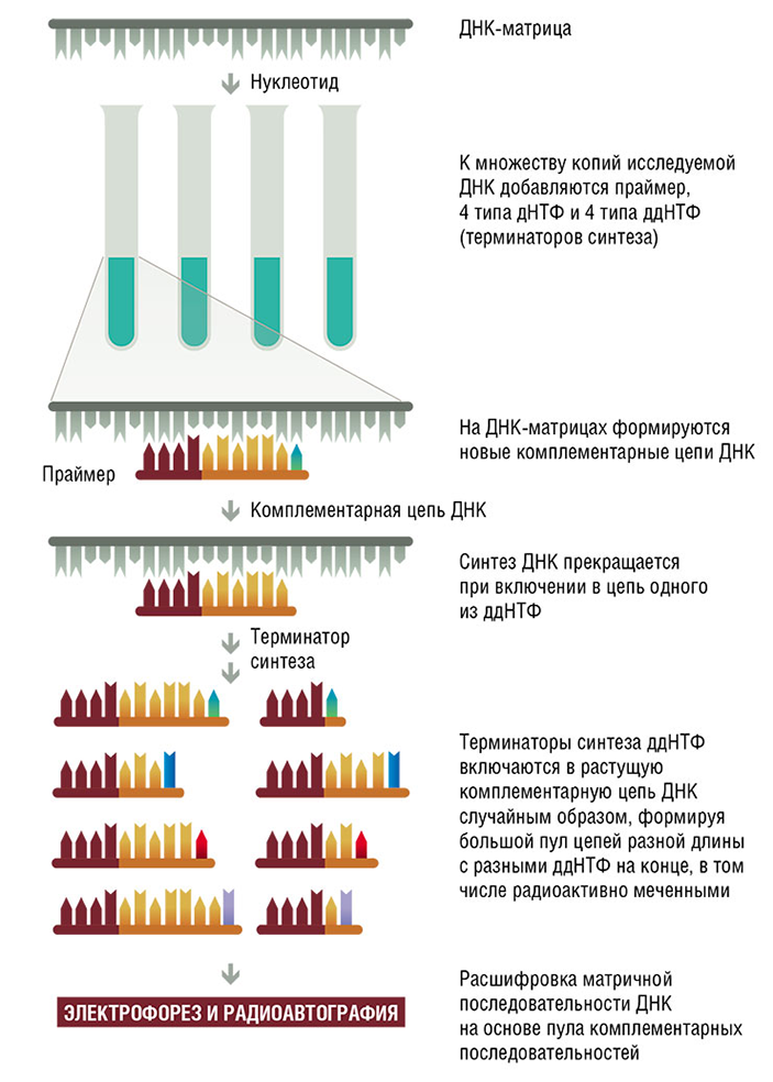 Секвенирование однонитчатой ДНК по Сэнгеру