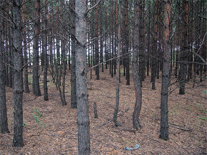 В наши дни лесная рекультивация отвалов является наиболее востребованной угольными компаниями