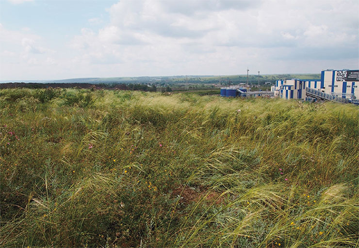 Ковыльная степь