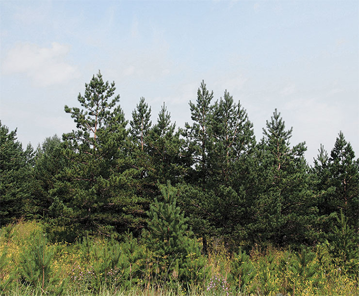 Формирование природоподобного лесного сообщества на отвале