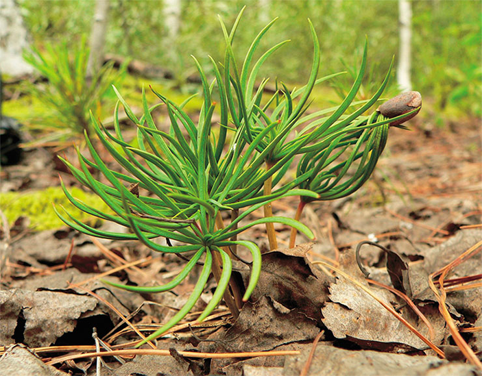 Проростки кедра сибирского на угольном отвале Кузбасса