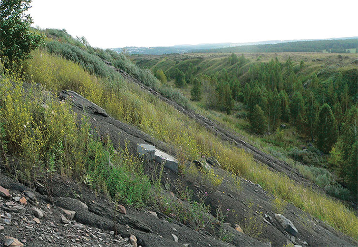 Пример одной из начальных стадий первичной сукцессии на отвале