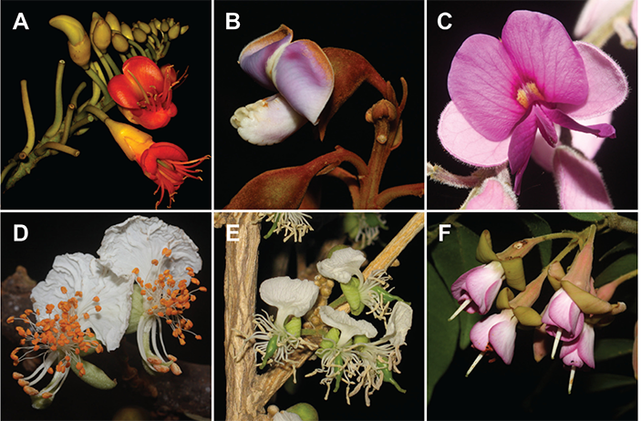 Растения семейства бобовые, подсемейства мотыльковые