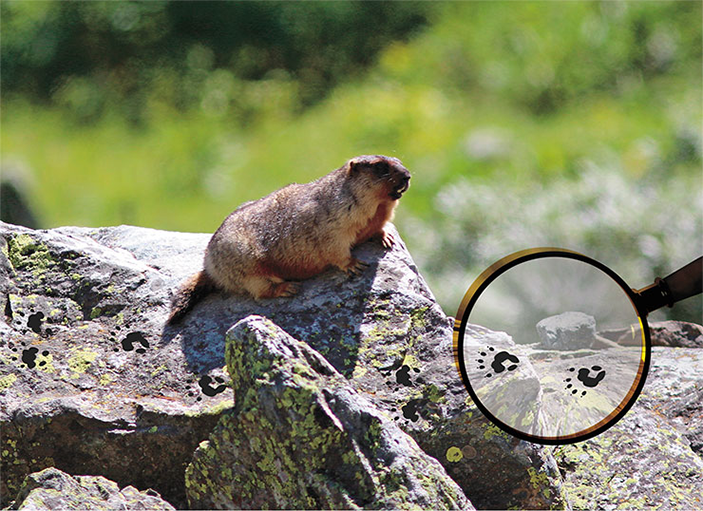 сурок следит за окрестностями