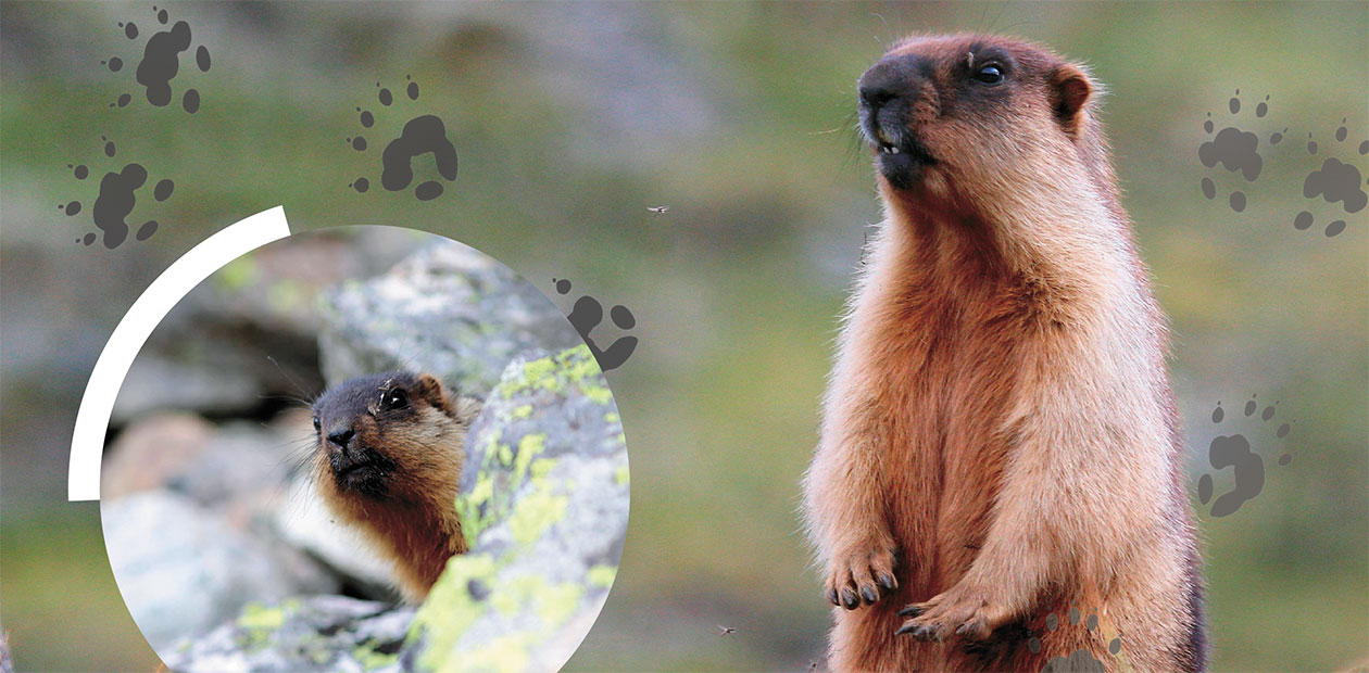 «Не видишь сурка? А он есть!»