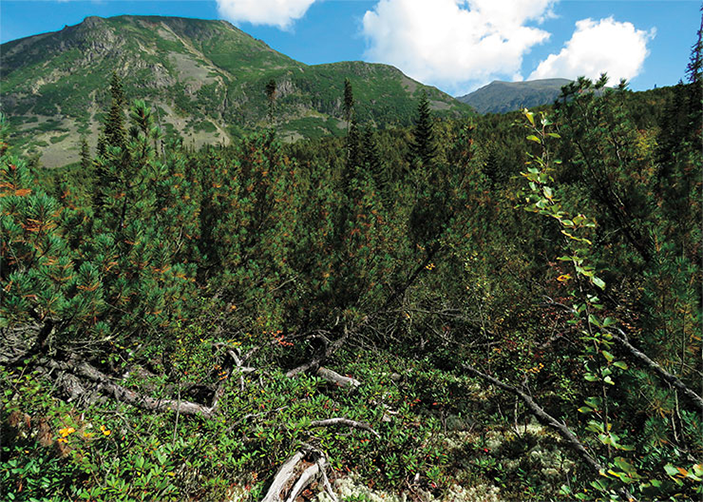 Заросли кедрового стланика