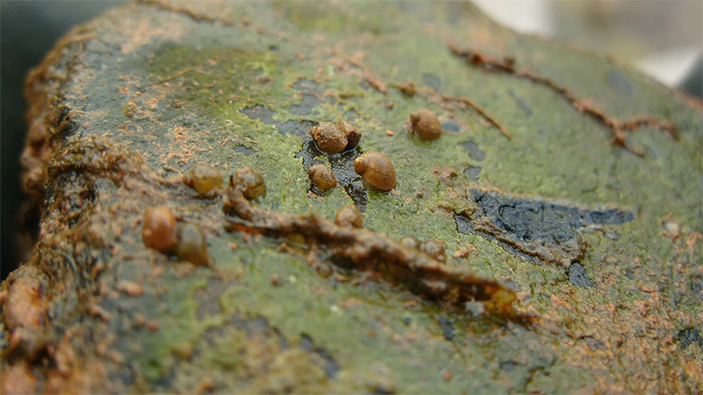 Термальные улитки в Пым-Ва-Шоре