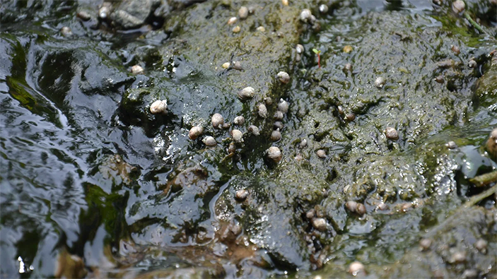 Верхне-Паратунские термальные источники