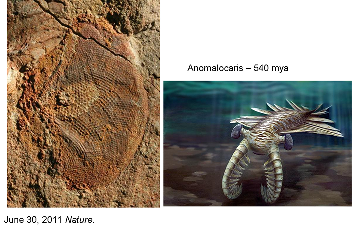 Фасеточный глаз ископаемого животного