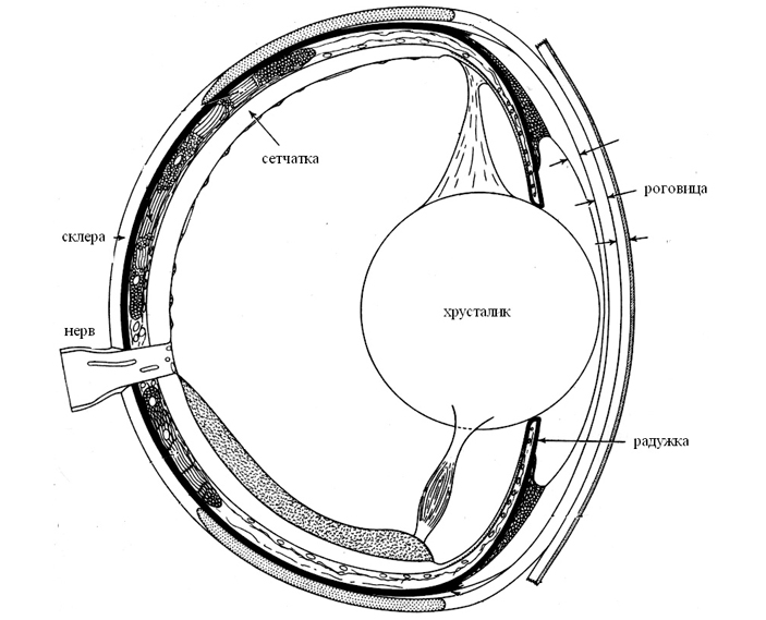 Глаз камерного типа (рыбы)