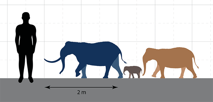 Вот так художник изобразил слона, слонёнка и слониху с Сицилии по сравнению с человеком