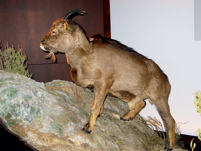 Вымершая карликовая коза Myotragus