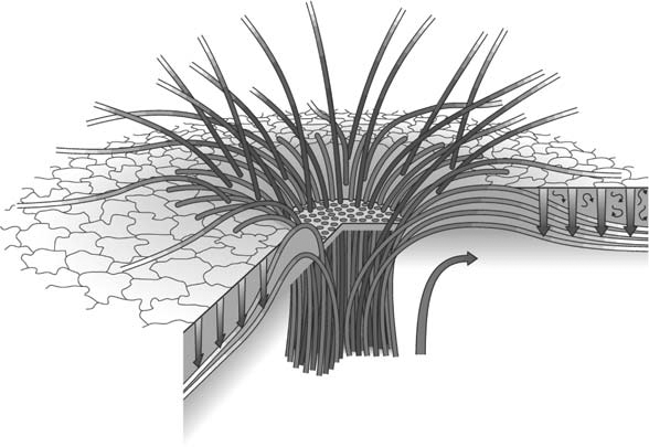 Структура солнечного пятна по Н. Вейссу