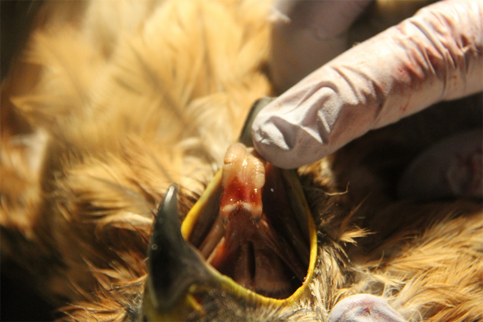 Курганник на вскрытии