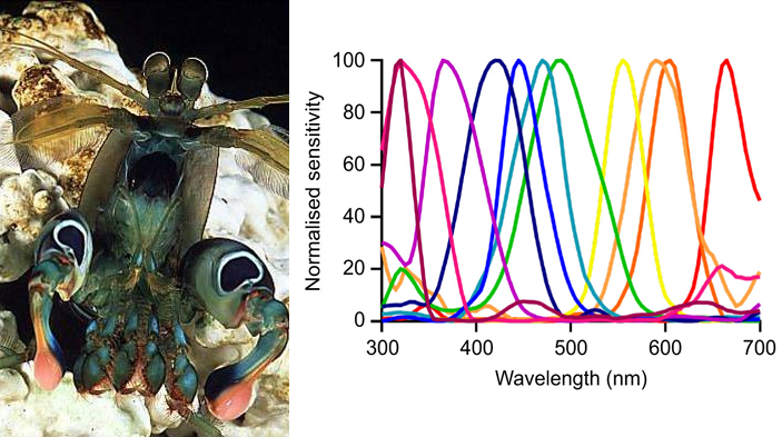 Рак-богомол и кривые спектральной чувствительности его приемников