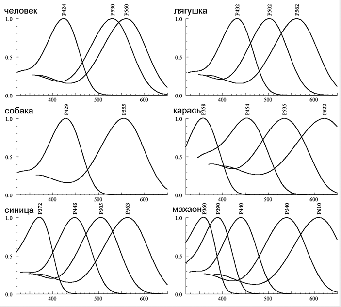 Кривые спектрального поглощения пигментов колбочек разных животных