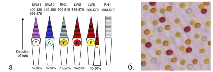 Внутриколбочковые фильтры в сетчатке рептилий и птиц