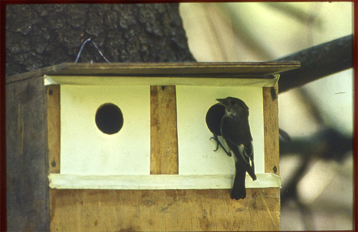 Мухоловка-пеструшка