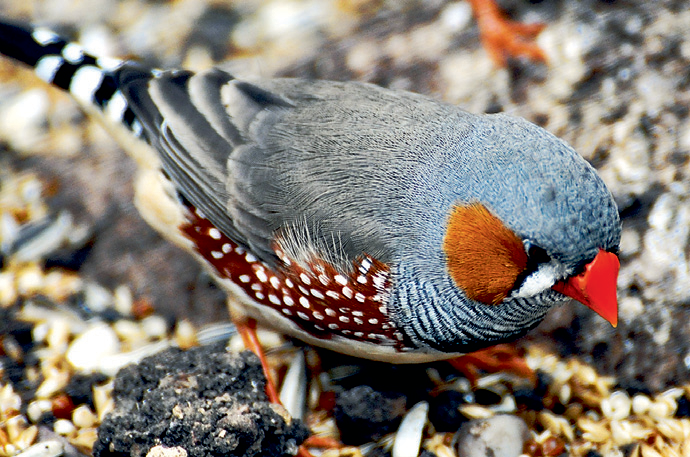 Зебровая амадина