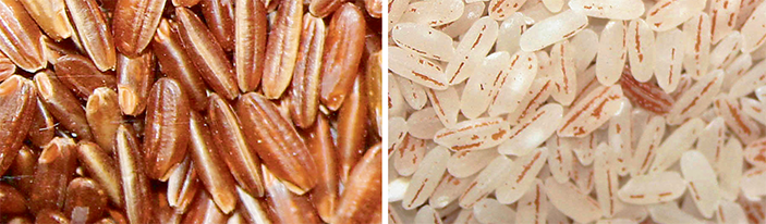 Неочищенный рис (слева) содержит в кожуре витамин B1, в очищенном рисе (справа) он отсутствует